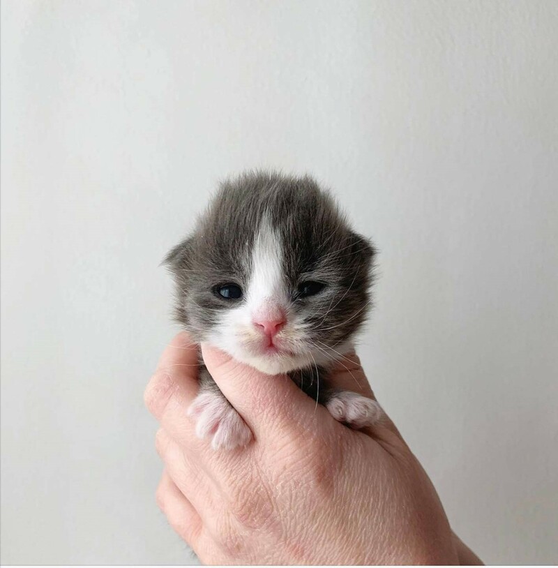 cat